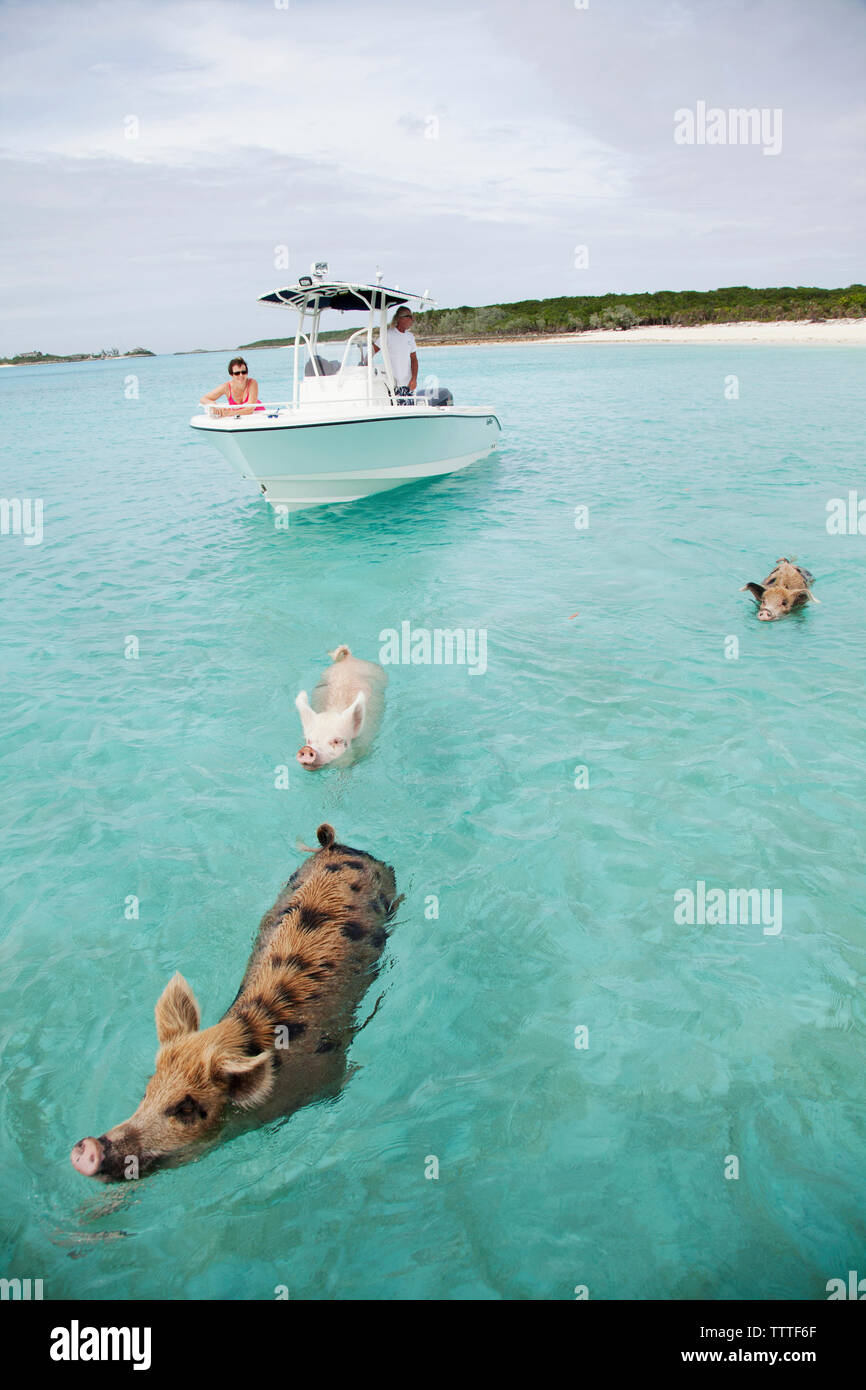 EXUMA, Bahamas. Swimming pigs at Big Major Cay. Stock Photo