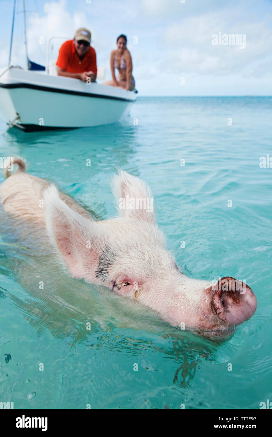 EXUMA, Bahamas. Swimming pigs at Big Major Cay. Stock Photo