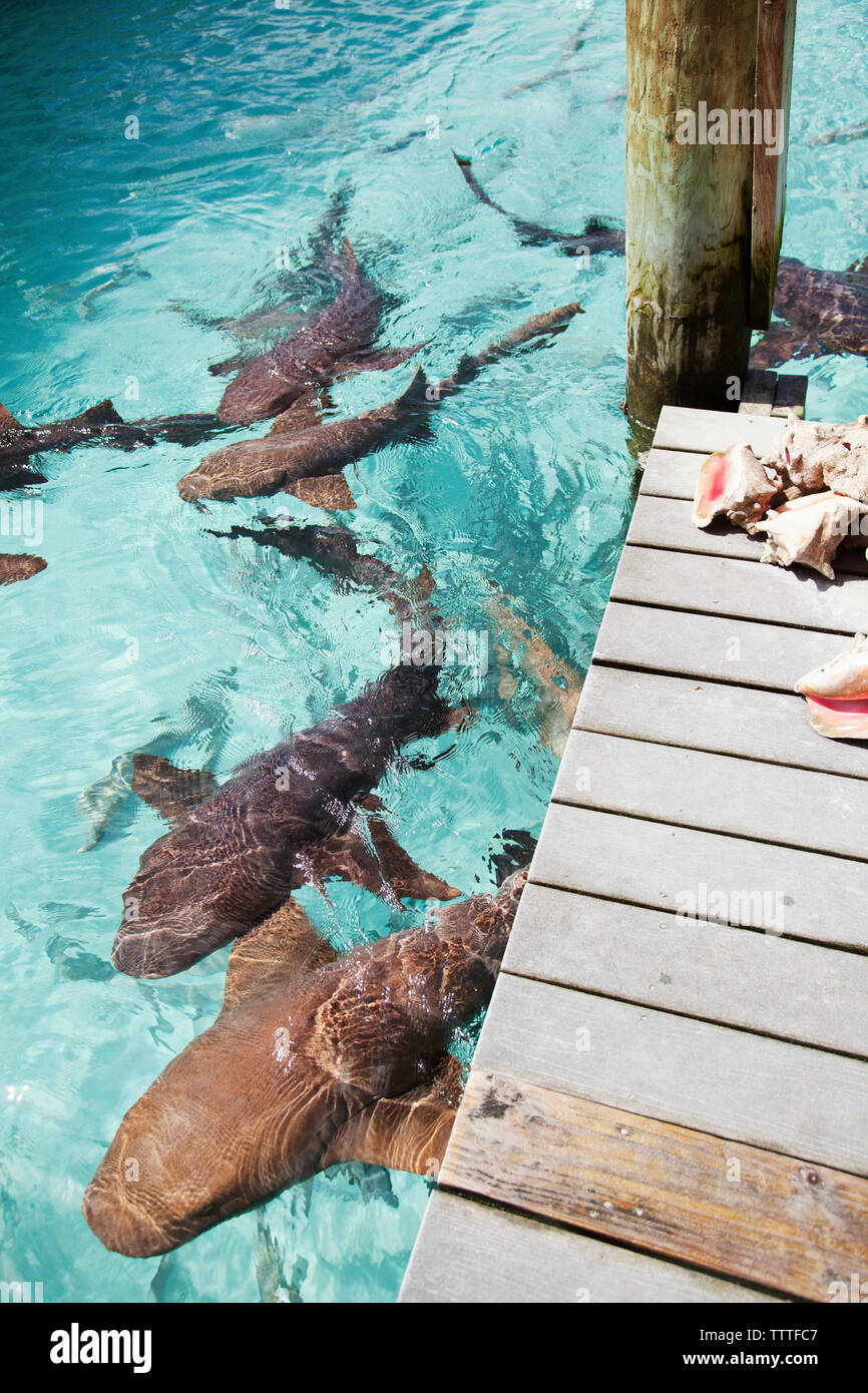 EXUMA, Bahamas. Swimming with docile nurse sharks at the Compass Cay