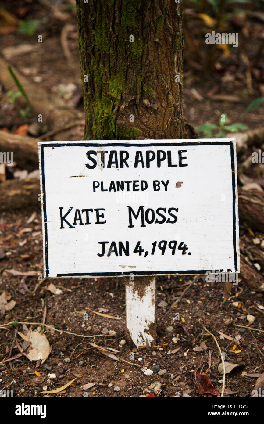 JAMAICA, Oracabessa. Goldeneye Hotel and Resort. A Star Apple tree