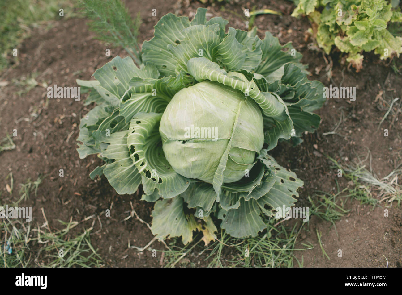 Overhead view of green cabbage growing at vegetable garden Stock Photo