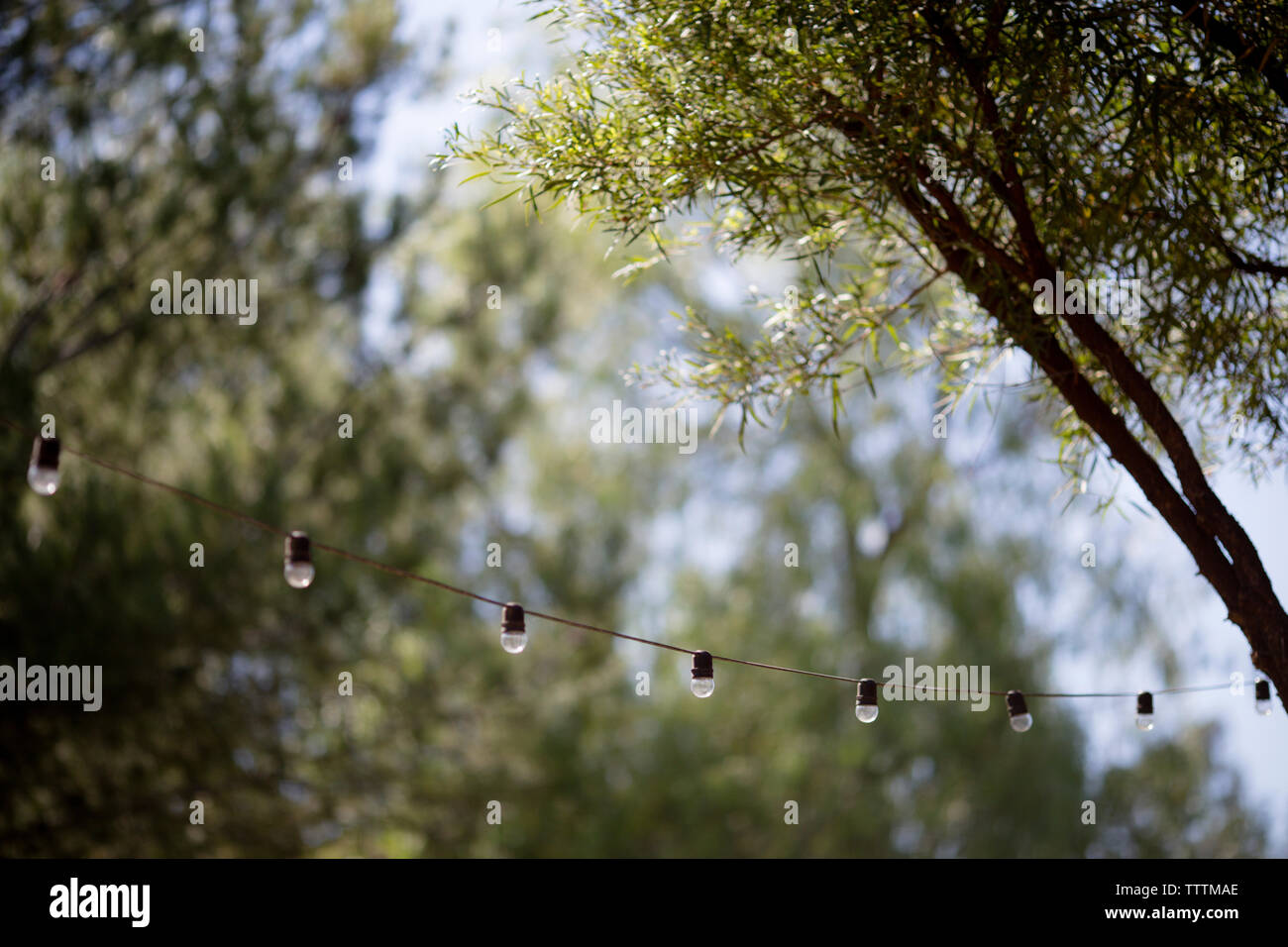 Lighting equipment hanging against branches during wedding ceremony Stock Photo