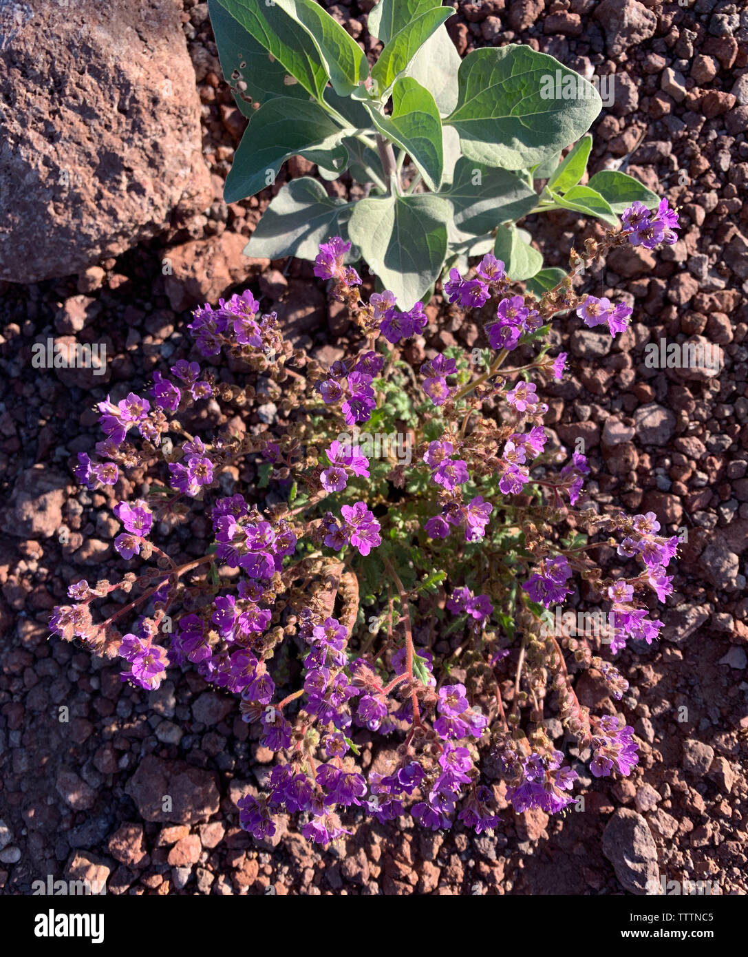 A clump of Cleftleaf Wildheliotrope (Phacelia crenulata) blooming in the Sonoran Desert in spring, Arizona. Stock Photo