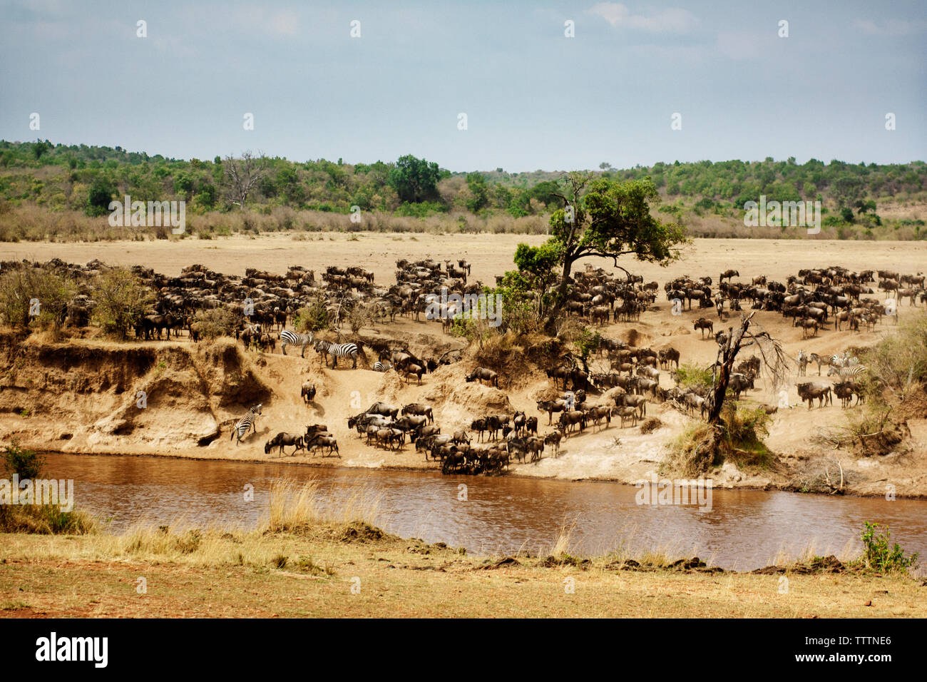 Zebras and wildebeests on field Stock Photo