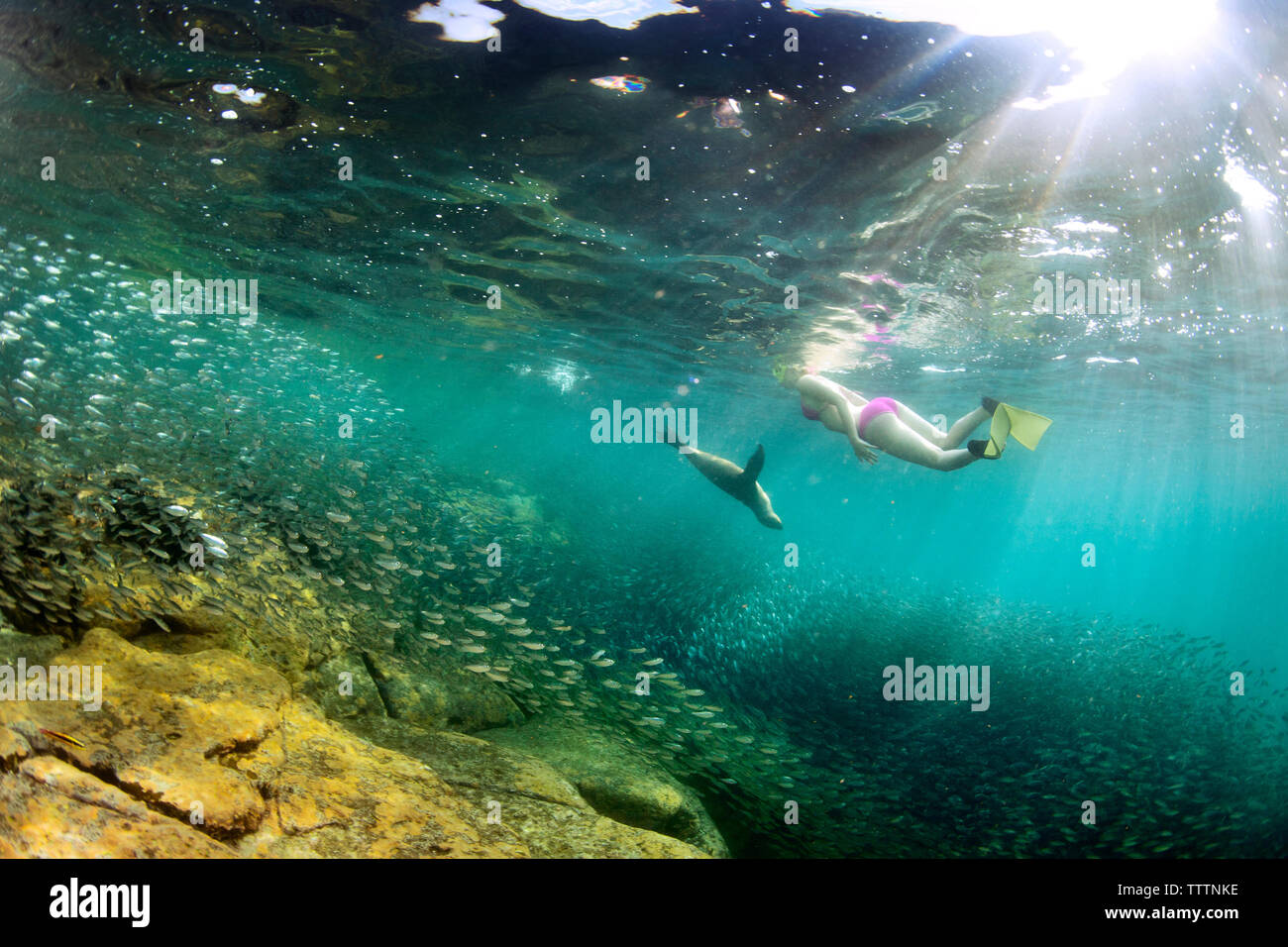 Woman swimming by fishes under water Stock Photo