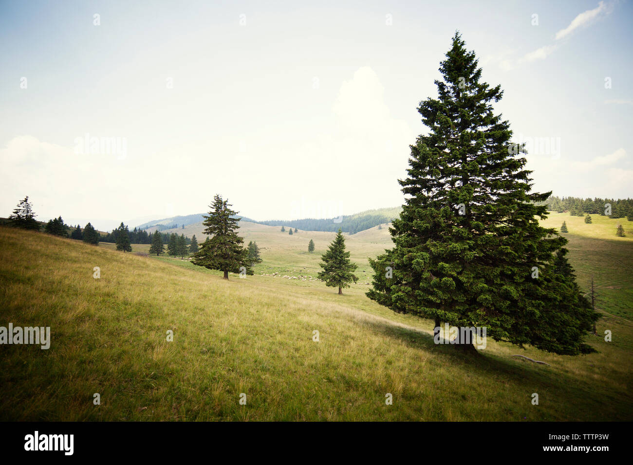 Scenic trees hi-res stock photography and images - Alamy