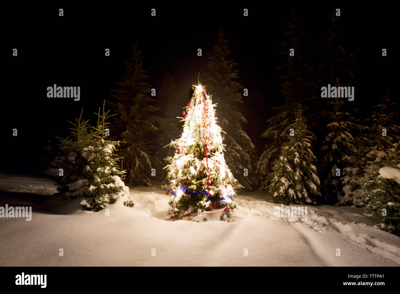 Pine trees forest snow night hi-res stock photography and images - Alamy