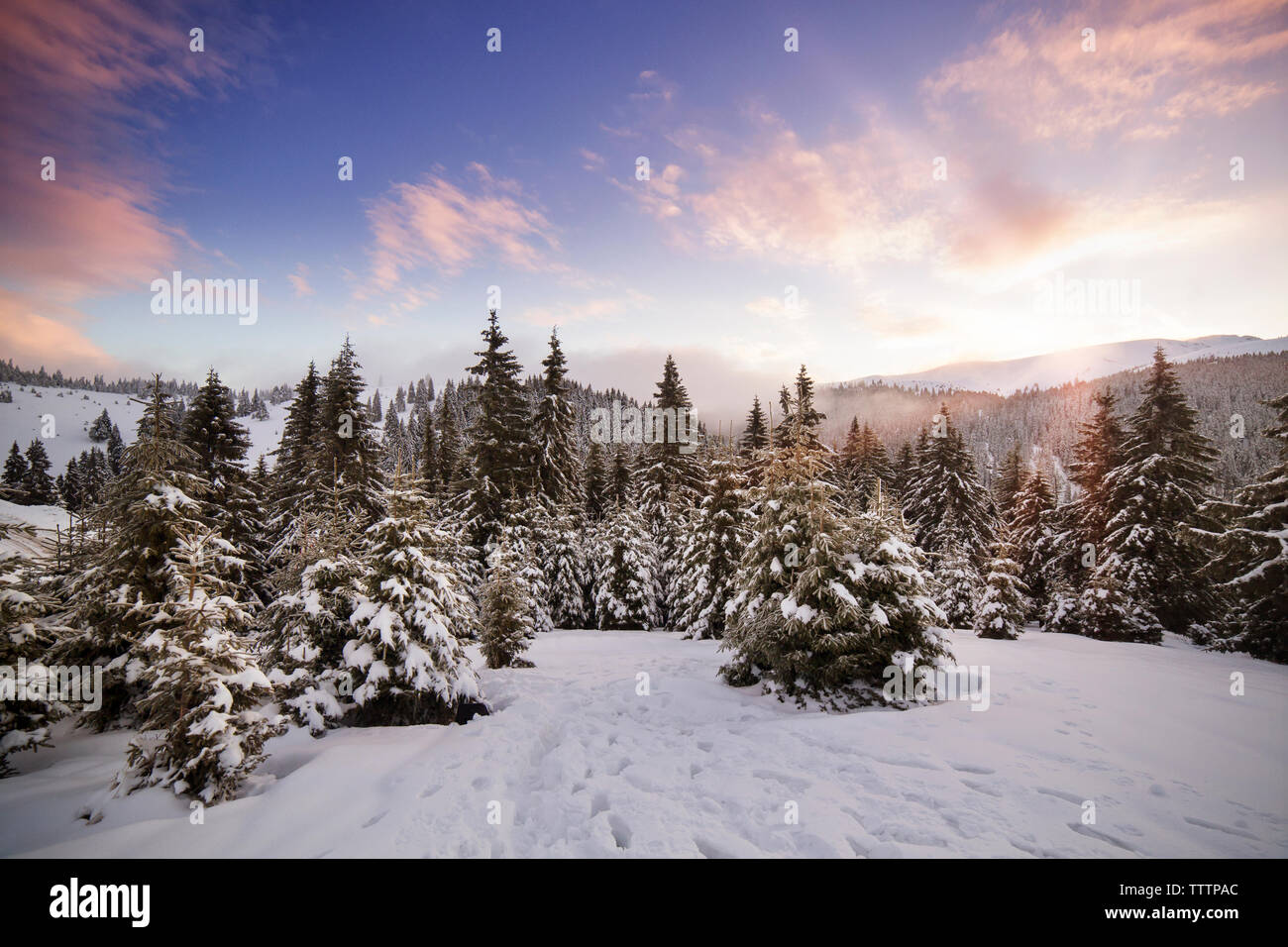 Pine trees snow hi-res stock photography and images - Alamy