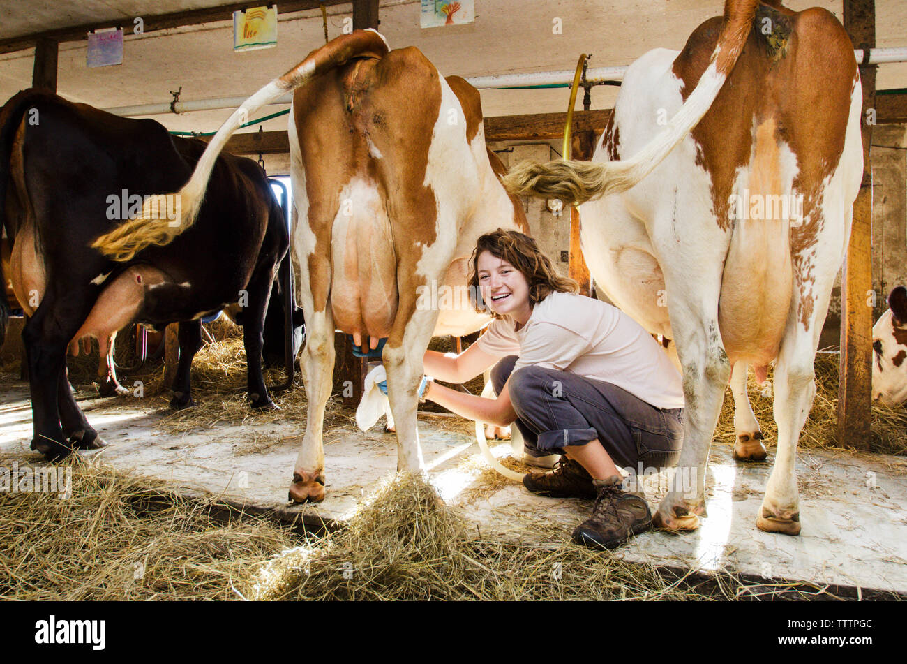 Young Woman Milking Cow. and. 