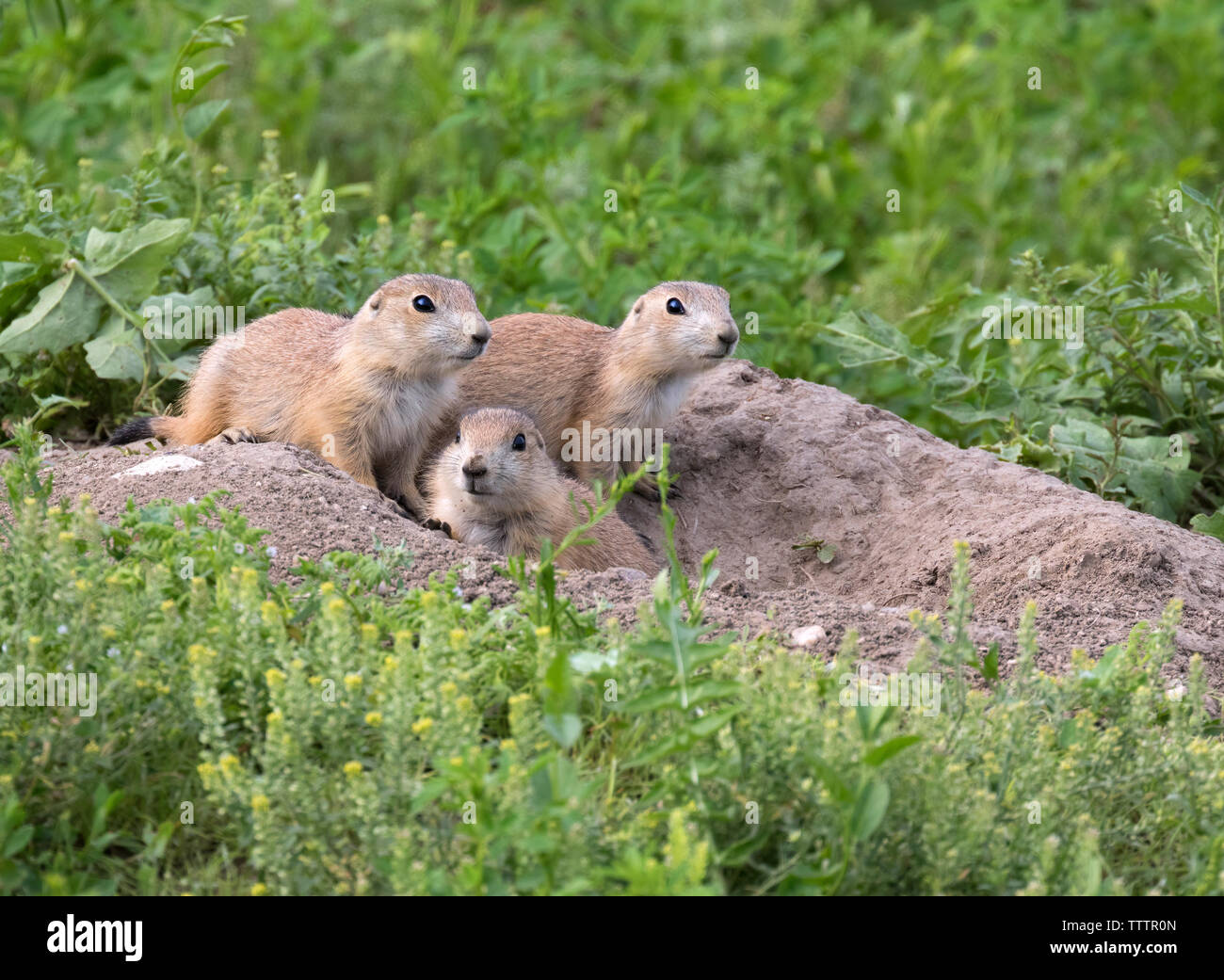 Young black-tailed prairie dogs are  around hole at the grasslands of Roberts Prairie Dog Town Stock Photo