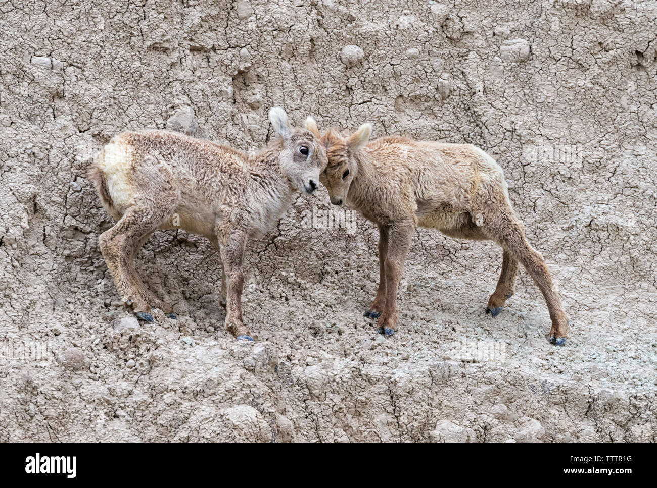 Baby rocky mountain bighorn sheep hi-res stock photography and images ...