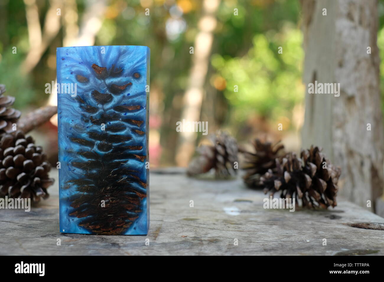 Casting resim pine cone Stock Photo