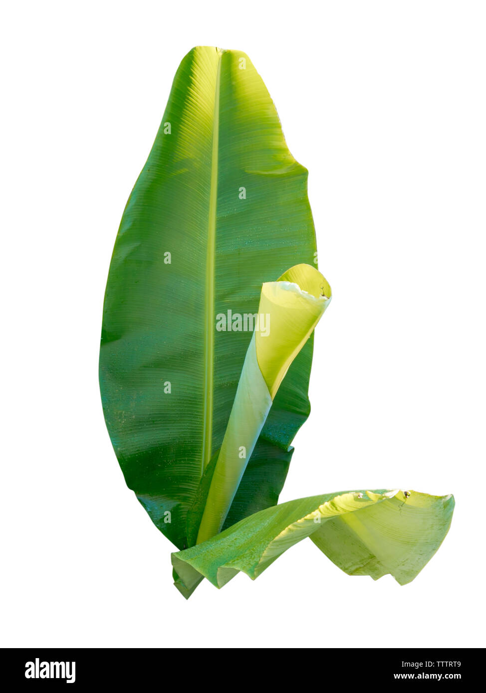 Fresh green banana leaves on a white background Stock Photo