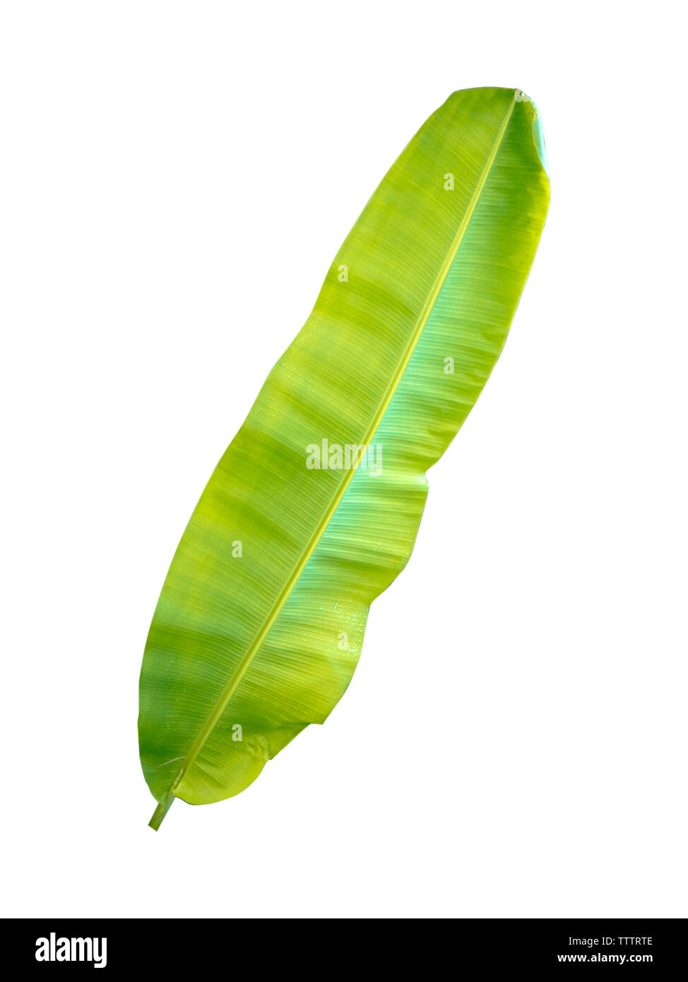 Fresh green banana leaves on a white background Stock Photo