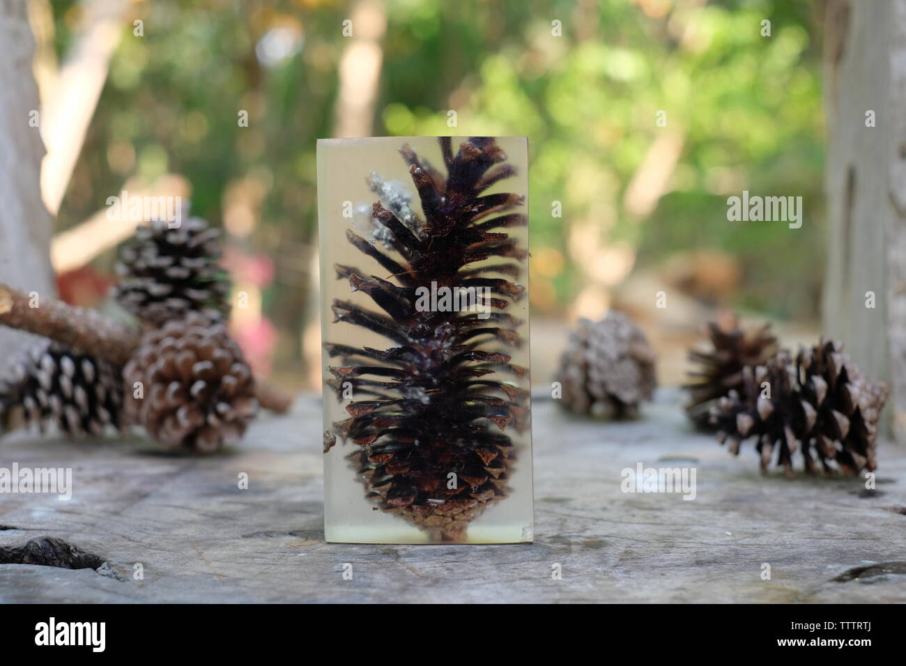 Casting resim pine cone Stock Photo