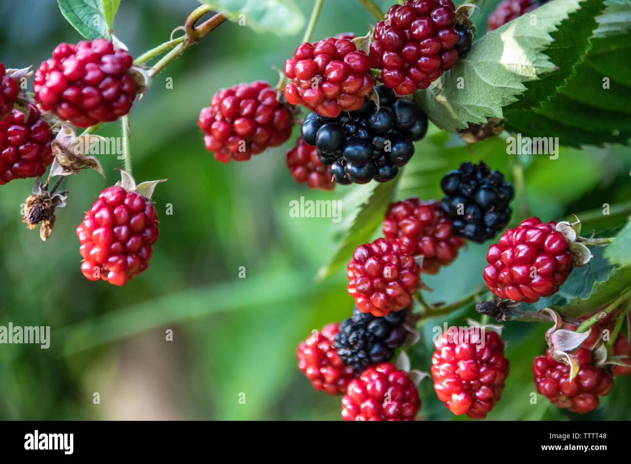 Cultivated blackberries at the Gardens on Green in Gainesville, Georgia. (USA) Stock Photo