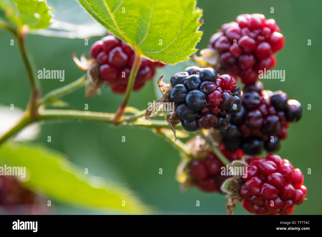Cultivated blackberries at the Gardens on Green in Gainesville, Georgia. (USA) Stock Photo