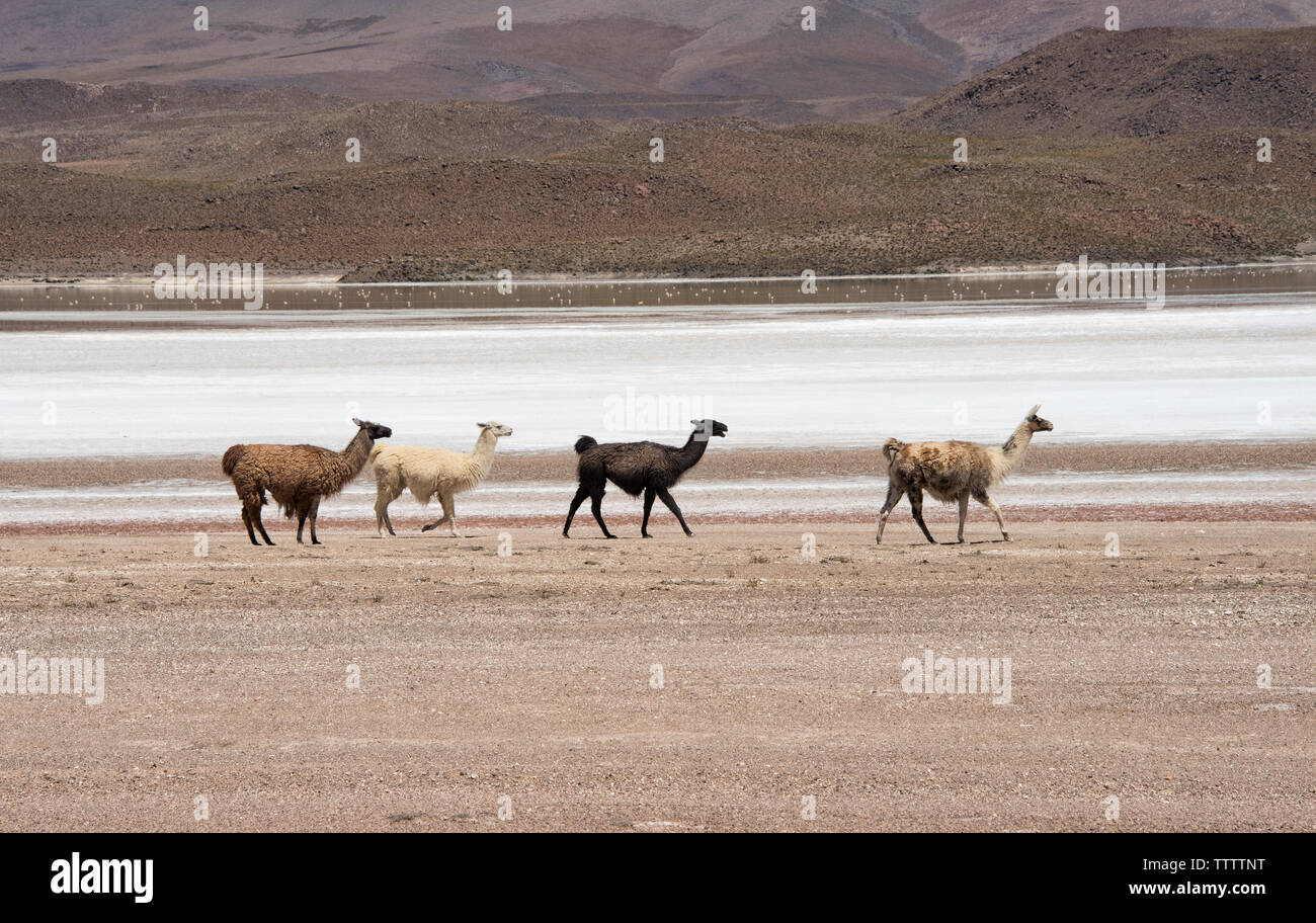 Lamas by Laguna Hedionda, Potosi Department, Bolivia Stock Photo