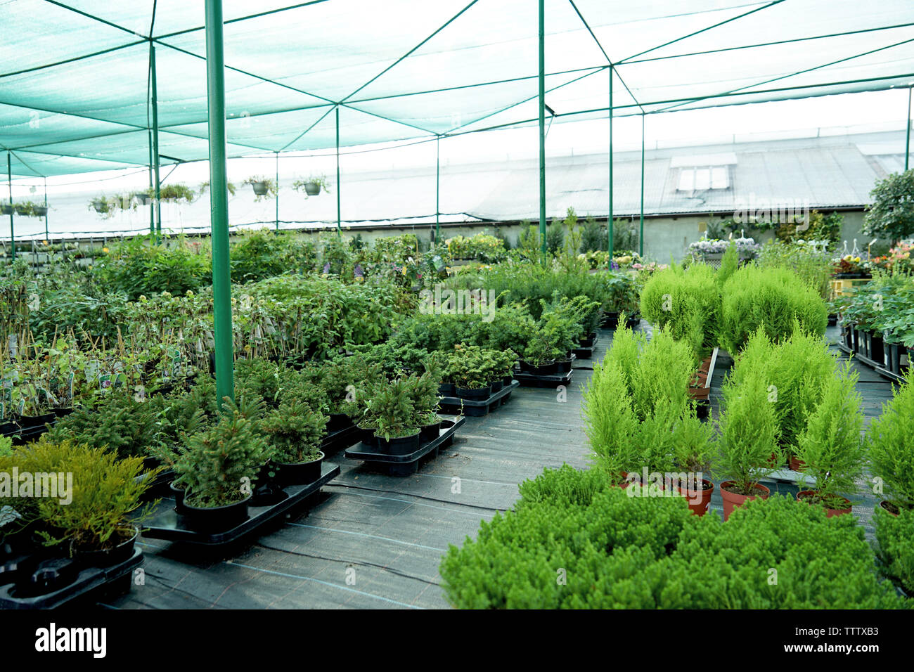 small conifer trees for pots