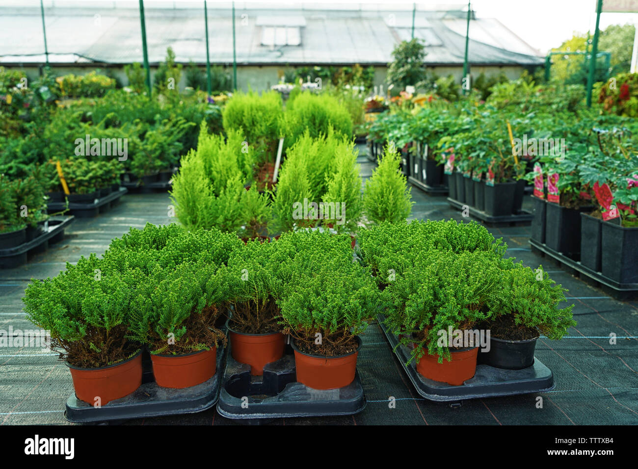 Different conifer trees in pots Stock Photo Alamy
