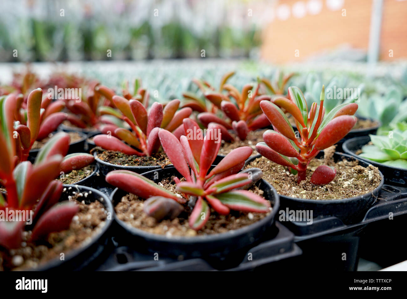 Beautiful house plants hi-res stock photography and images - Alamy