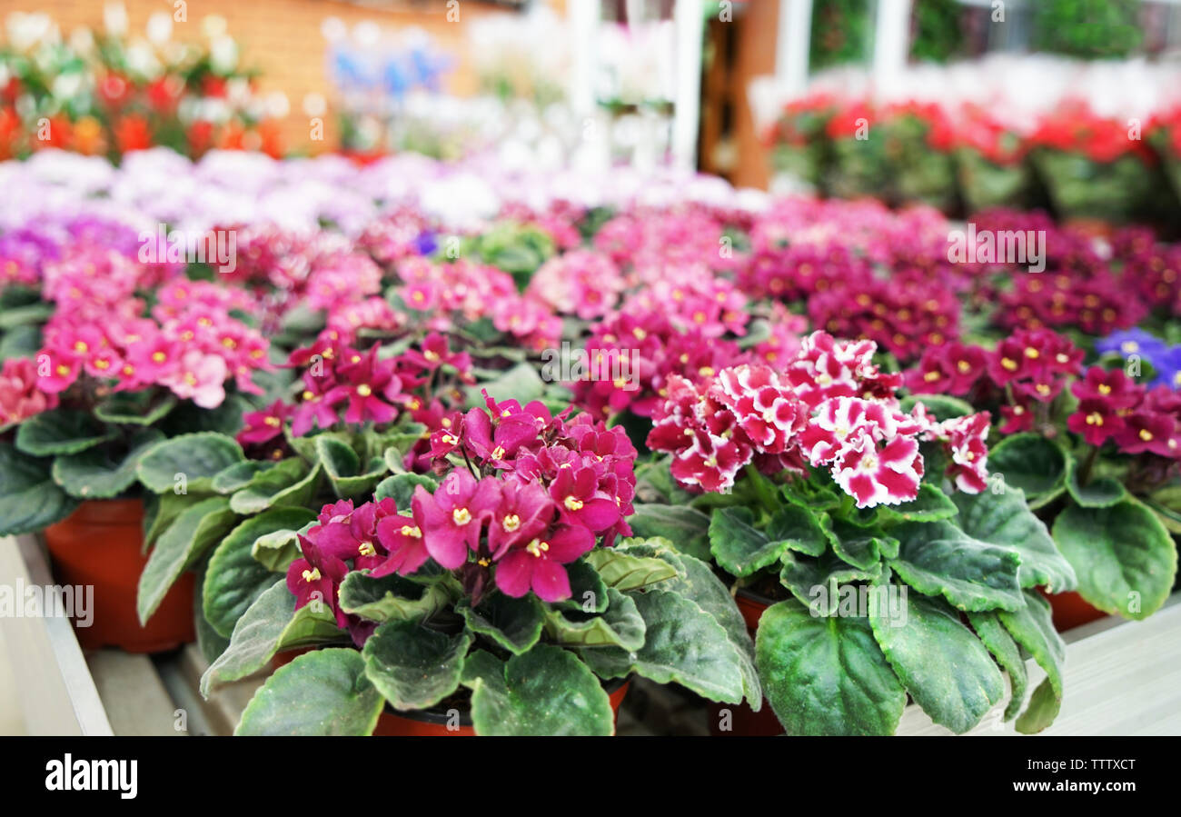Beautiful flowers in pots Stock Photo Alamy