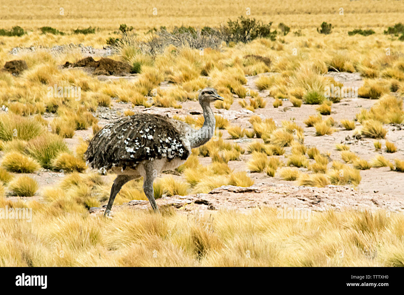 Ostrich and feathergrass in Atacama Desert, San Pedro de Atacama, Antofagasta Region, Chile Stock Photo