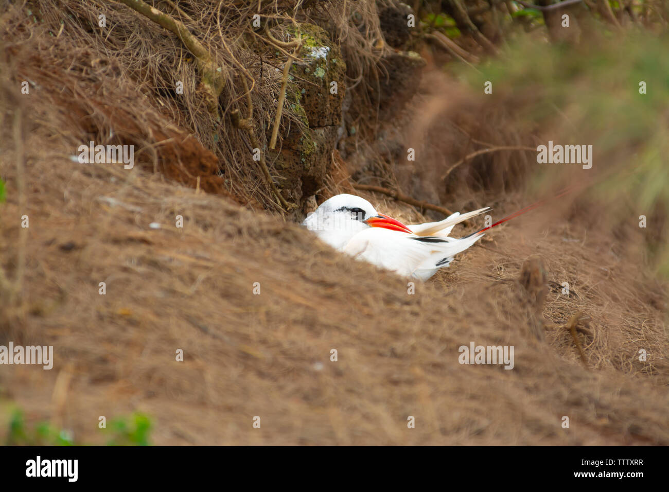 A red-tailed tropicbird, Phaethon rubricauda, near its cliff-side nest on the Hawaiian island of Kauai. Stock Photo