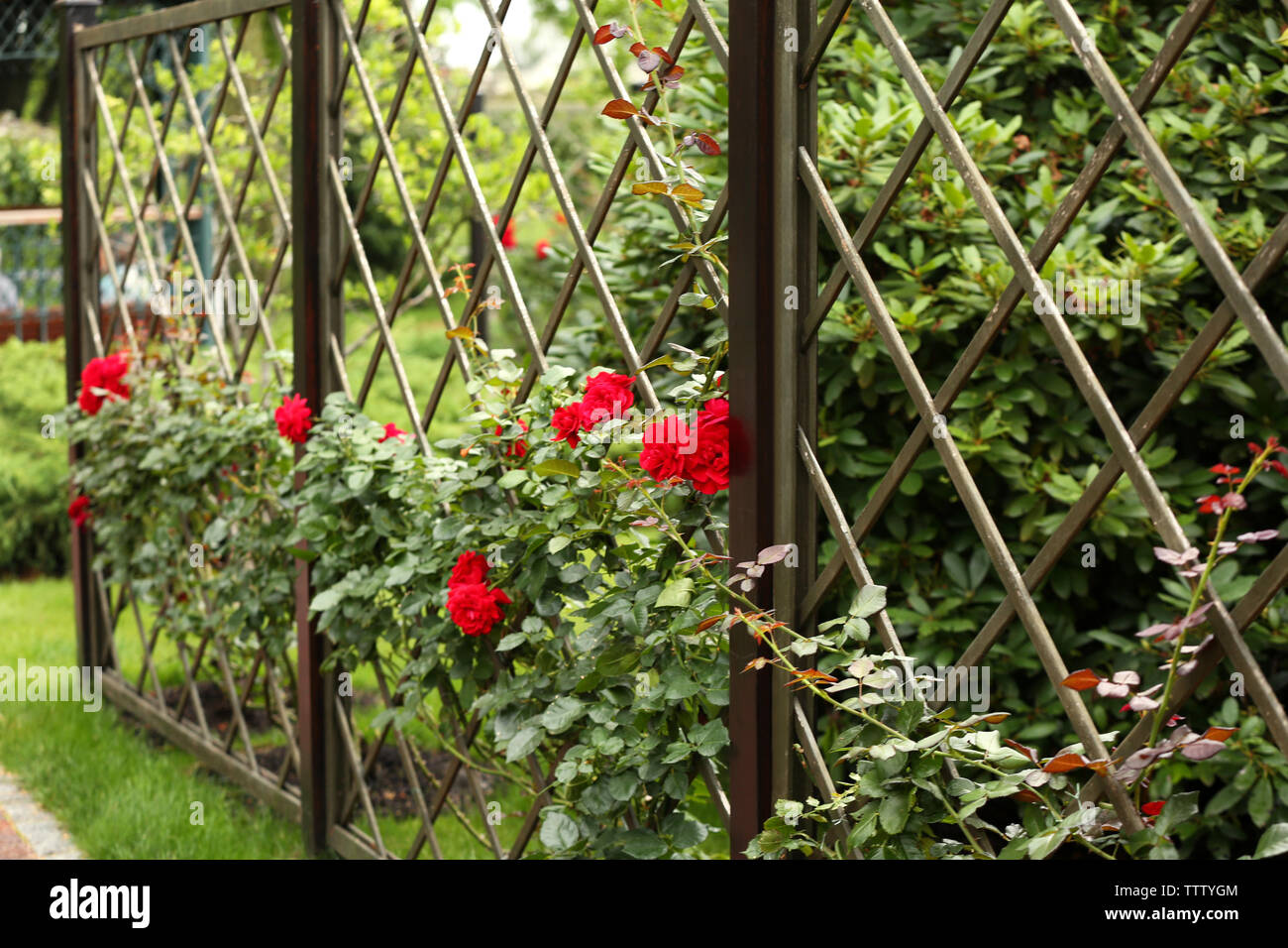 Metal grill with beautiful red roses Stock Photo Alamy