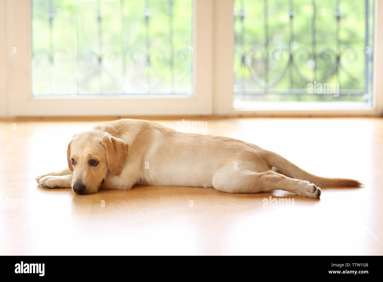 Golden Labrador dog lying on floor in room Stock Photo Alamy