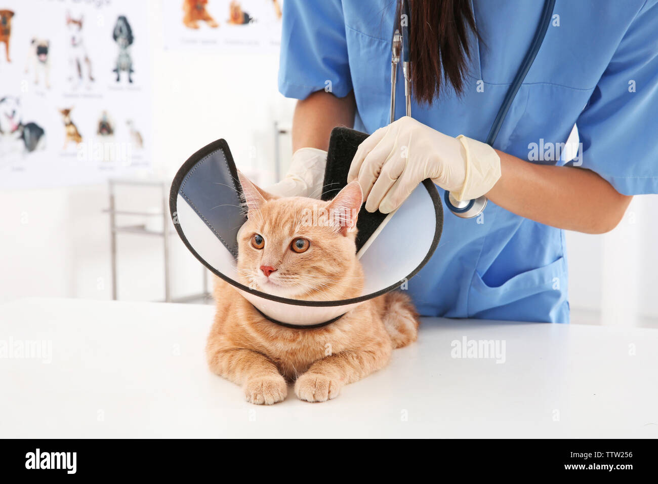 putting a cone on a cat
