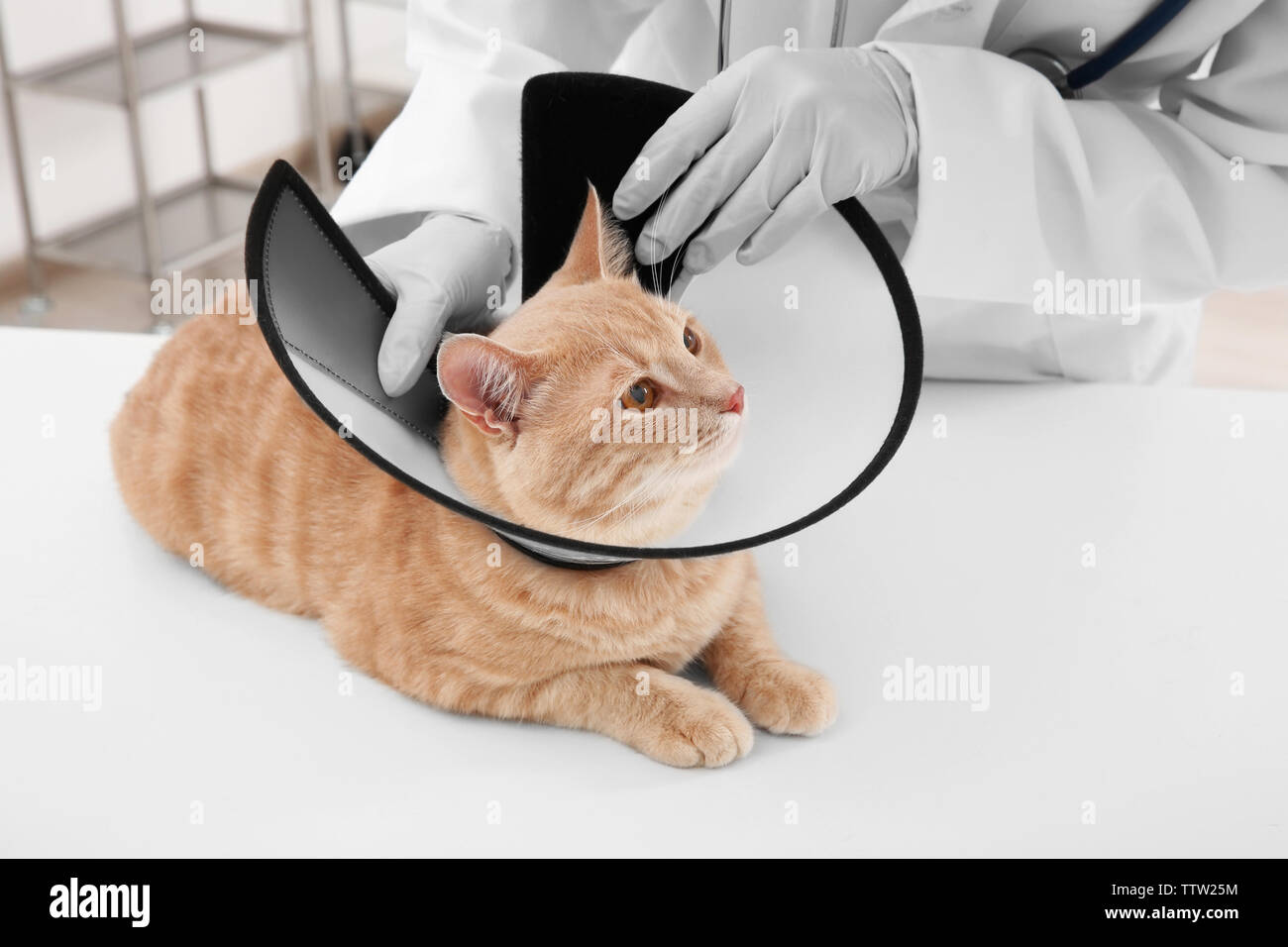 Veterinarian putting cone of shame on cat Stock Photo Alamy