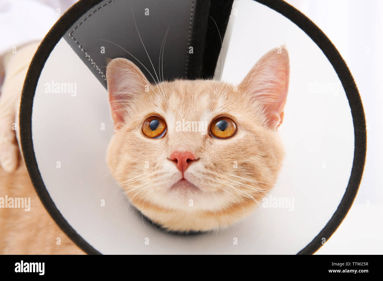 Red tabby cat in cone of shame Stock Photo Alamy