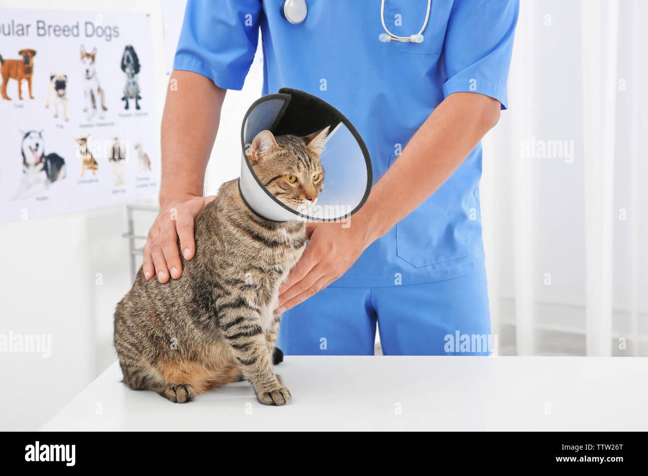 Veterinarian examining cat in cone of shame Stock Photo Alamy