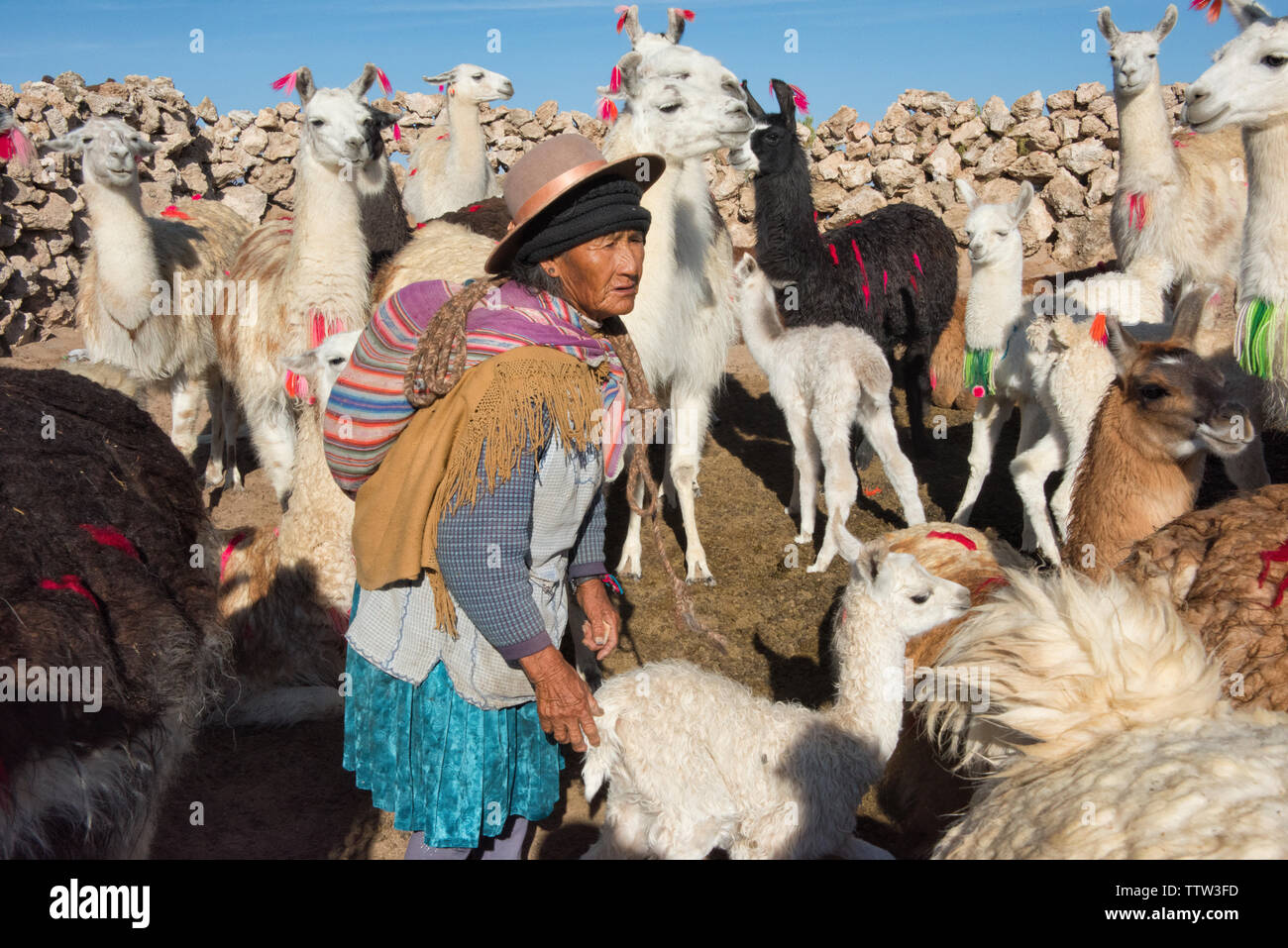 Quechua woman with alpacas in the village, Potosi Department, Bolivia Stock Photo