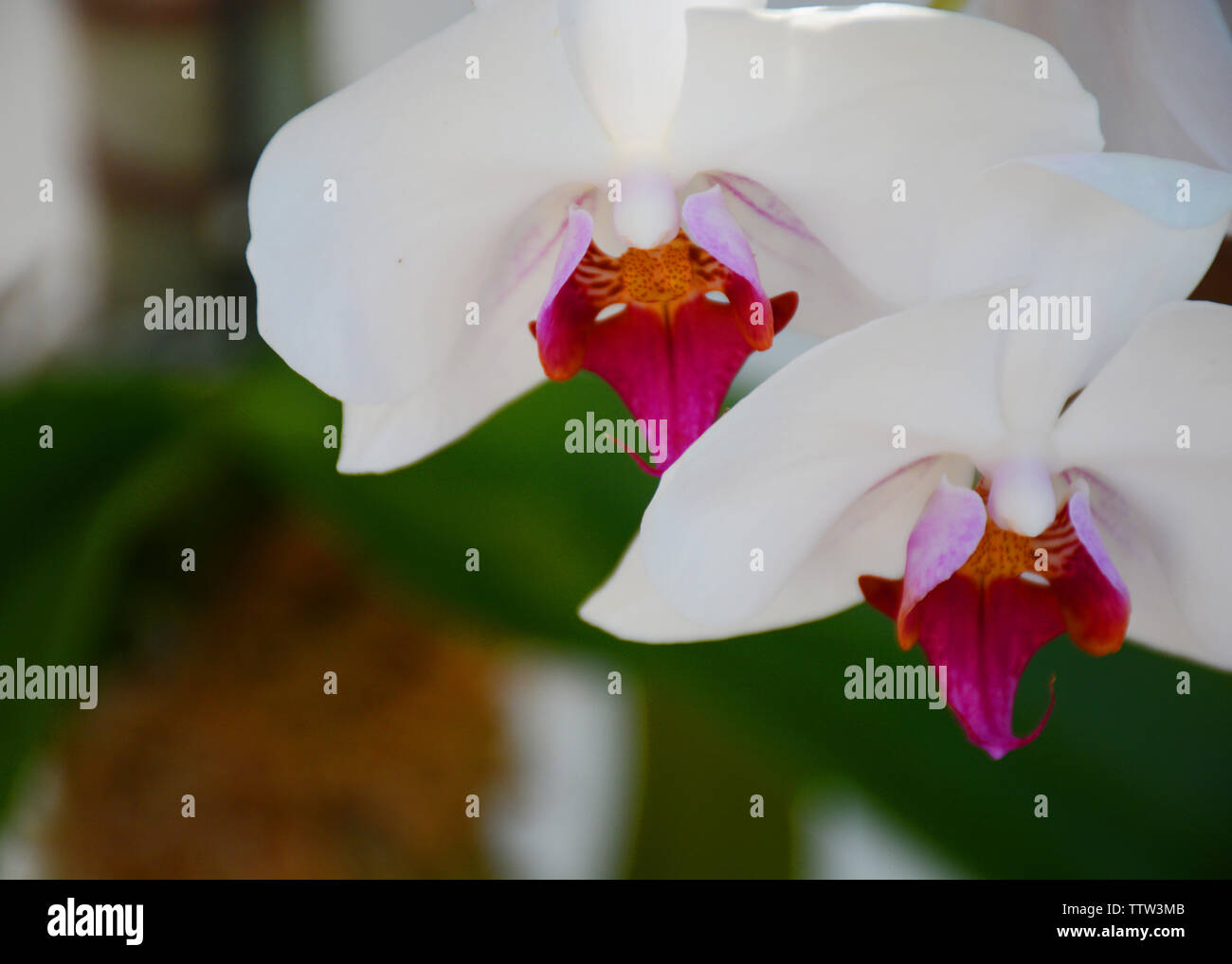 White Orchids in a Graden Stock Photo