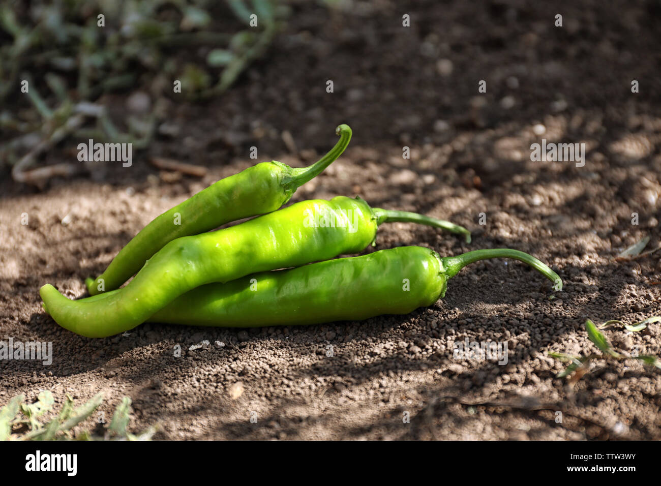 Green hot chili peppers lying on the ground Stock Photo - Alamy