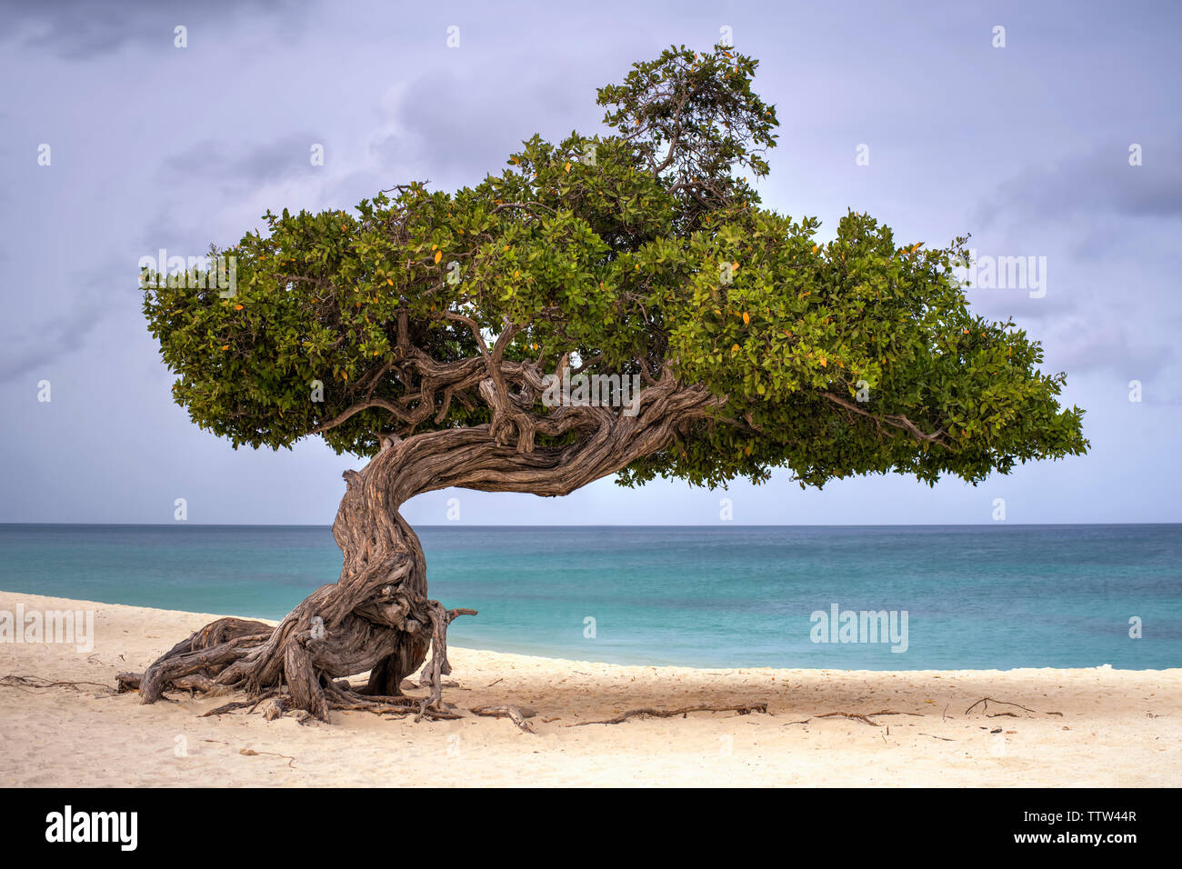 Divi-Divi Tree on Eagle Beach, Aruba Stock Photo