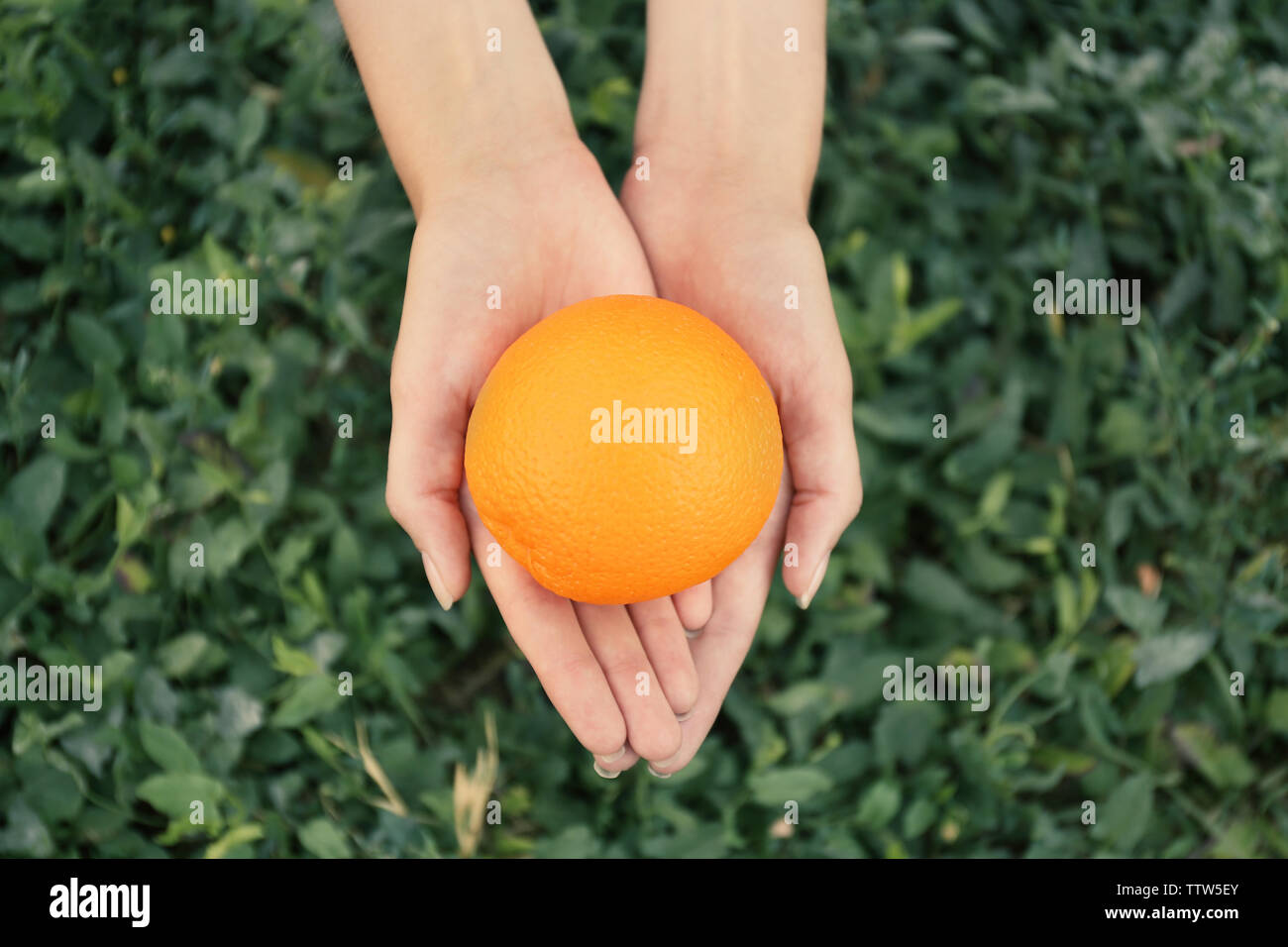 Female hands holding orange hi-res stock photography and images - Alamy