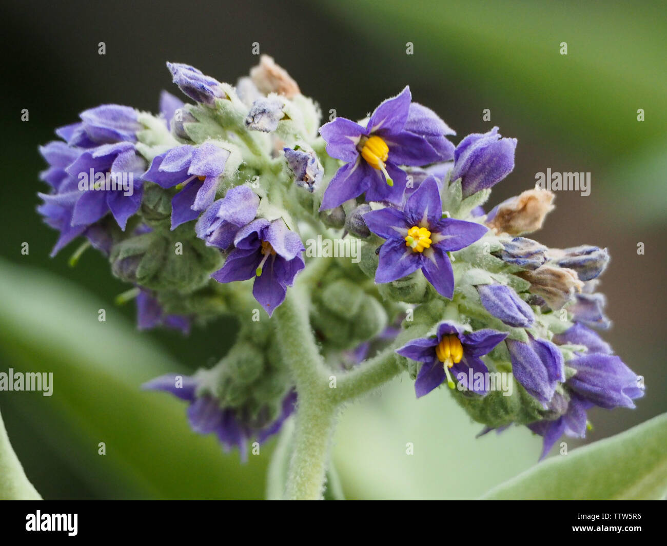 Solanum mauritianum, Wild Tobacco Bush weed, an invasive species plant aka  woolly nightshade, bugweed Stock Photo
