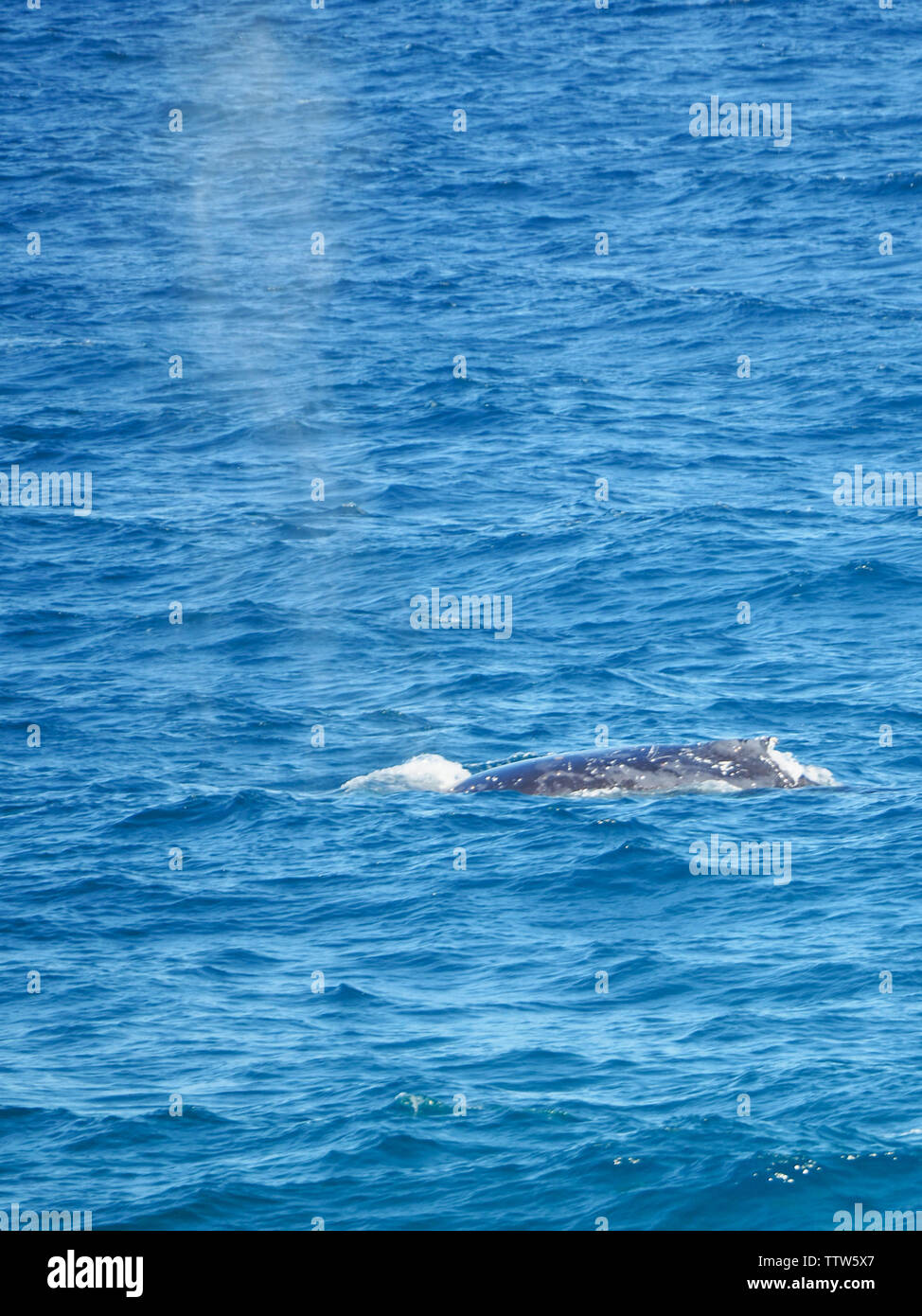 Australian white humpback whale hi-res stock photography and images - Alamy