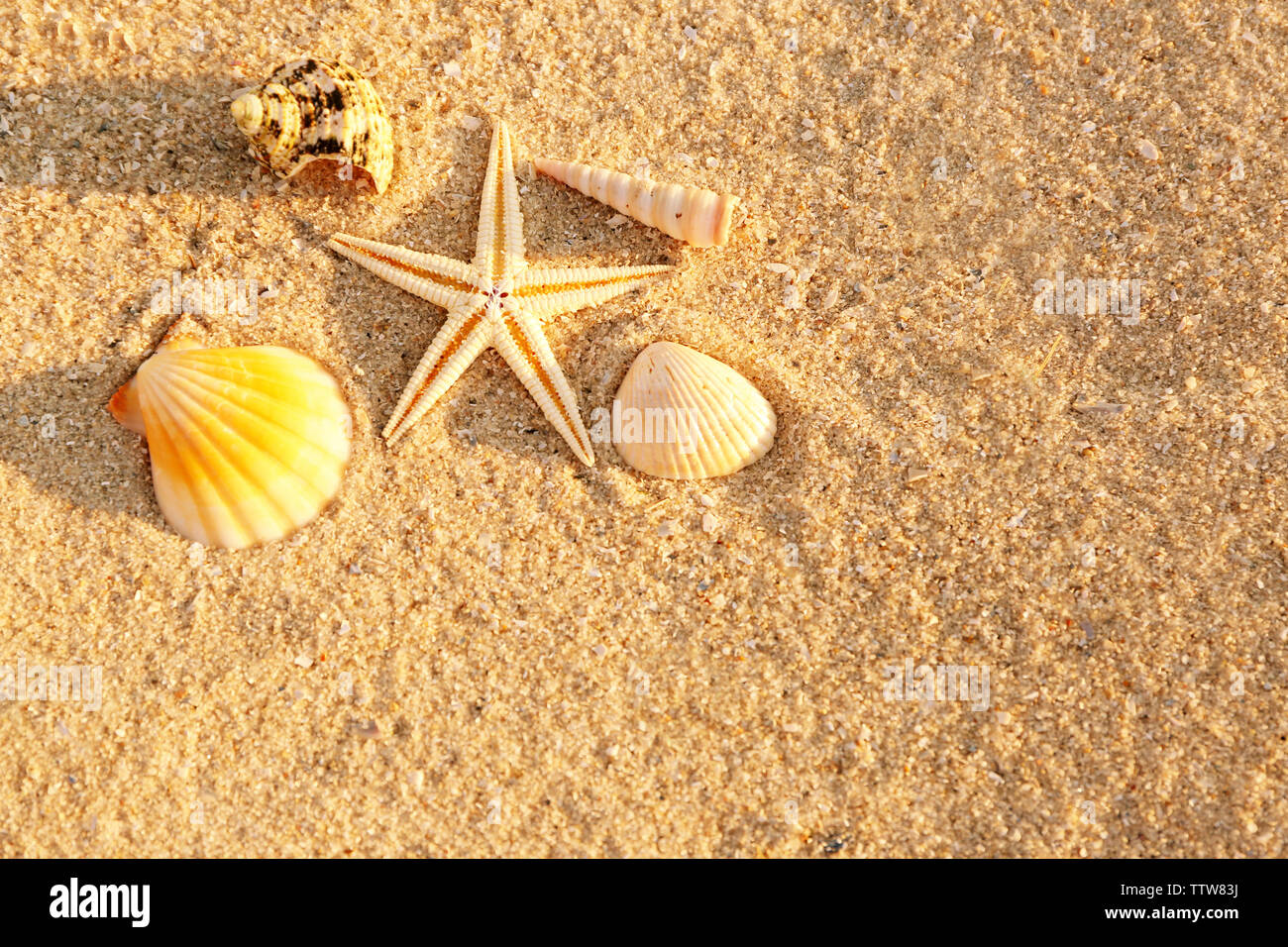 Sea shells and starfish on sand, close up view Stock Photo