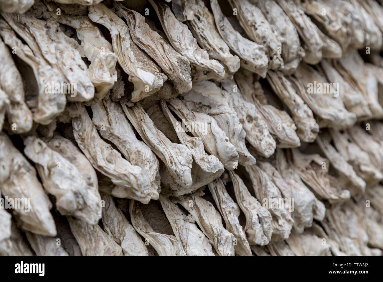Oyster shell background wall Stock Photo - Alamy