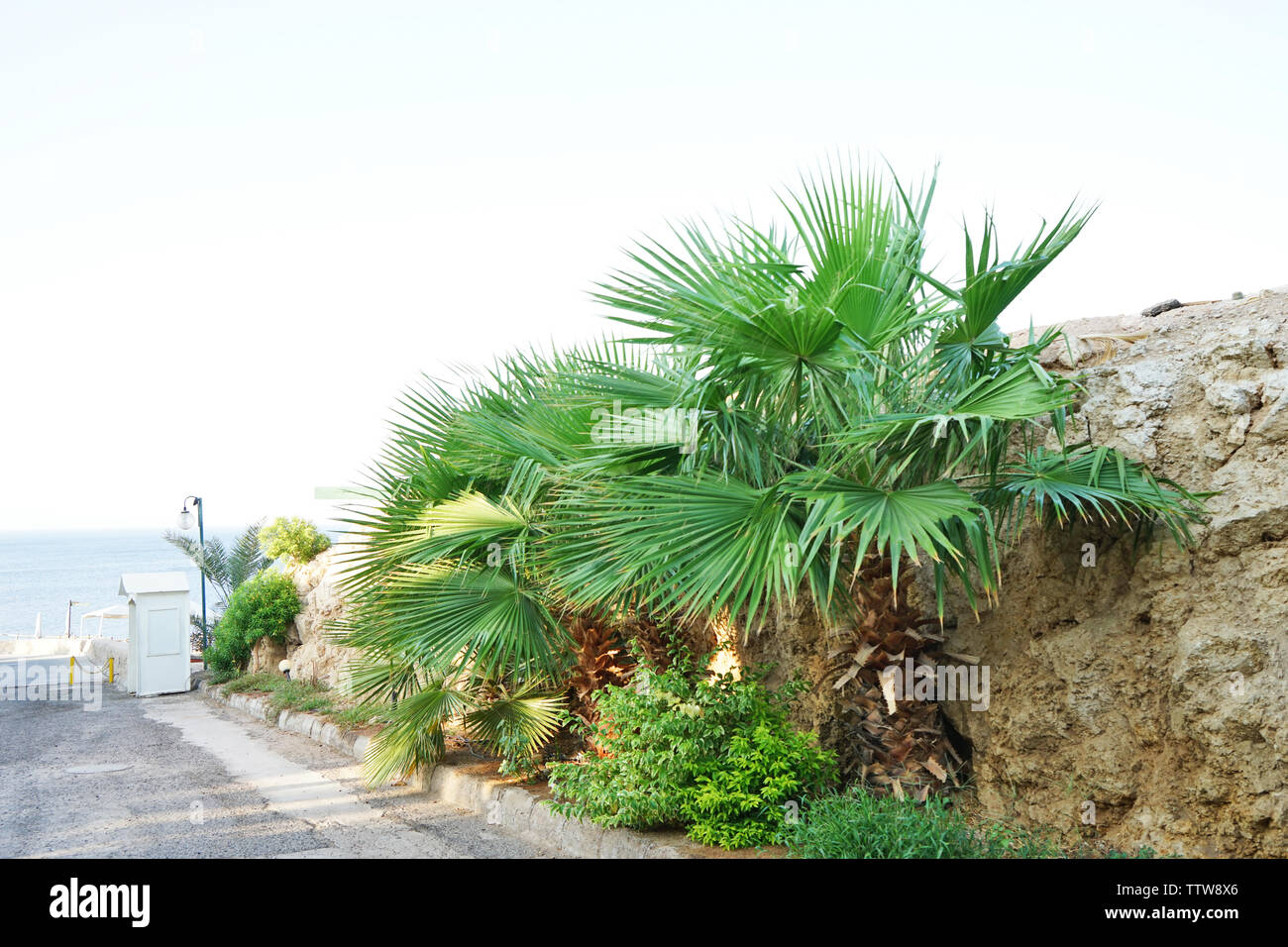 Palm trees near the stone wall on the waterfront Stock Photo Alamy