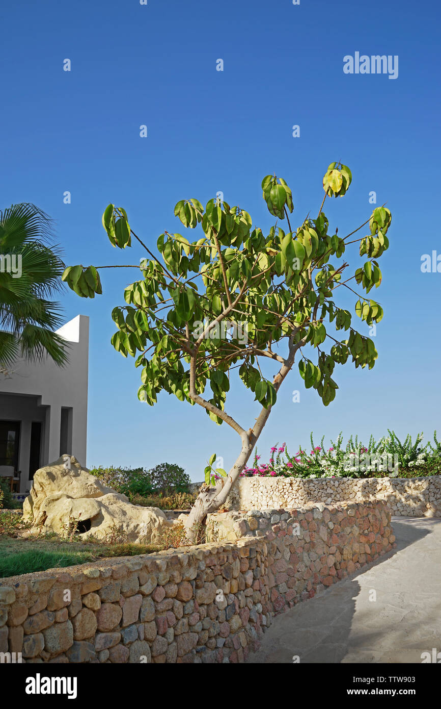 Leafy green trees in yard hi-res stock photography and images - Alamy