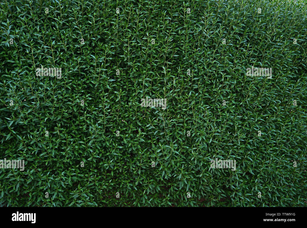 Decorative bush background closeup Stock Photo - Alamy