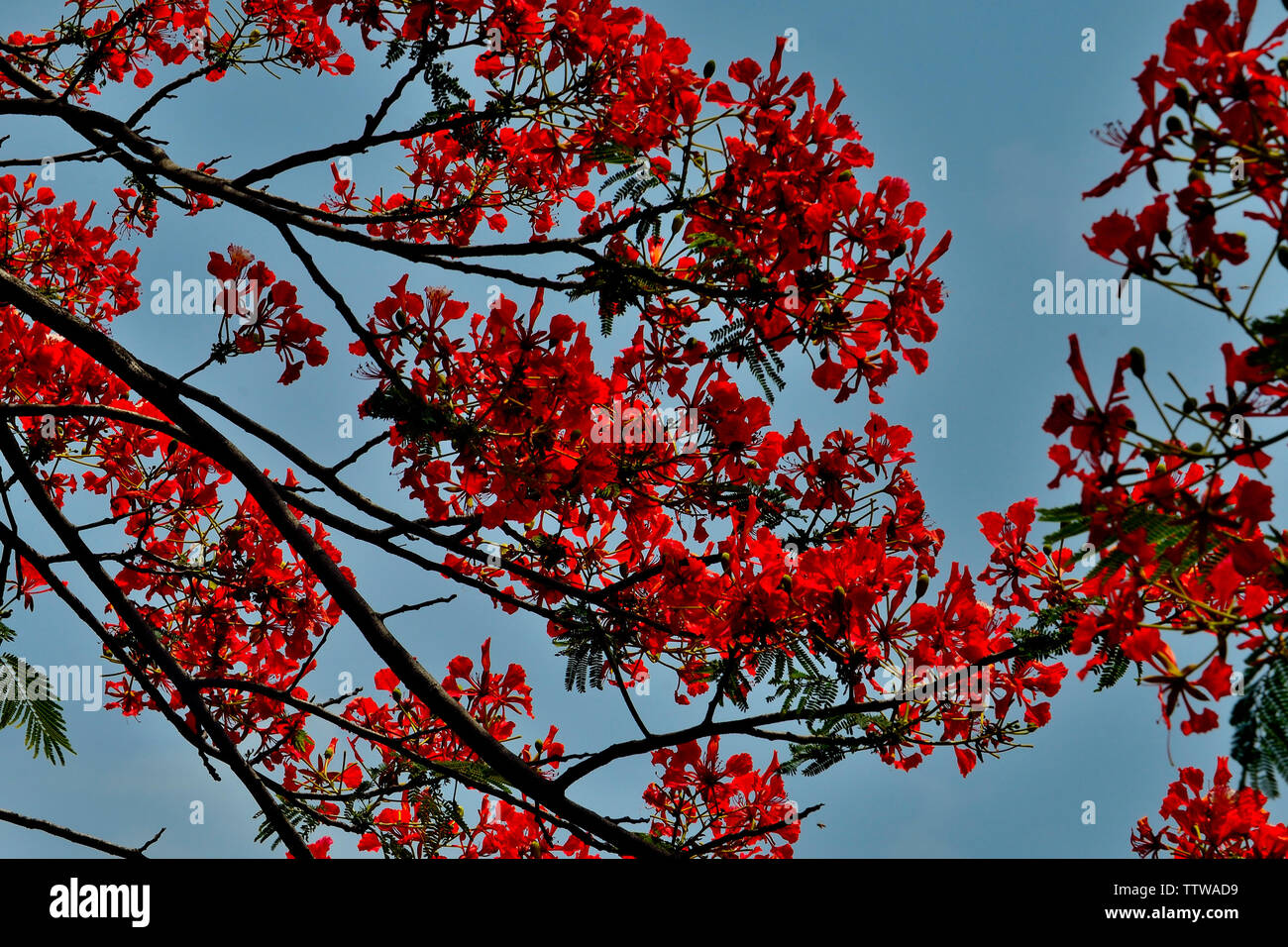 Close up view of Gulmohar Tree near Dapoli, Maharashtra, India Stock Photo