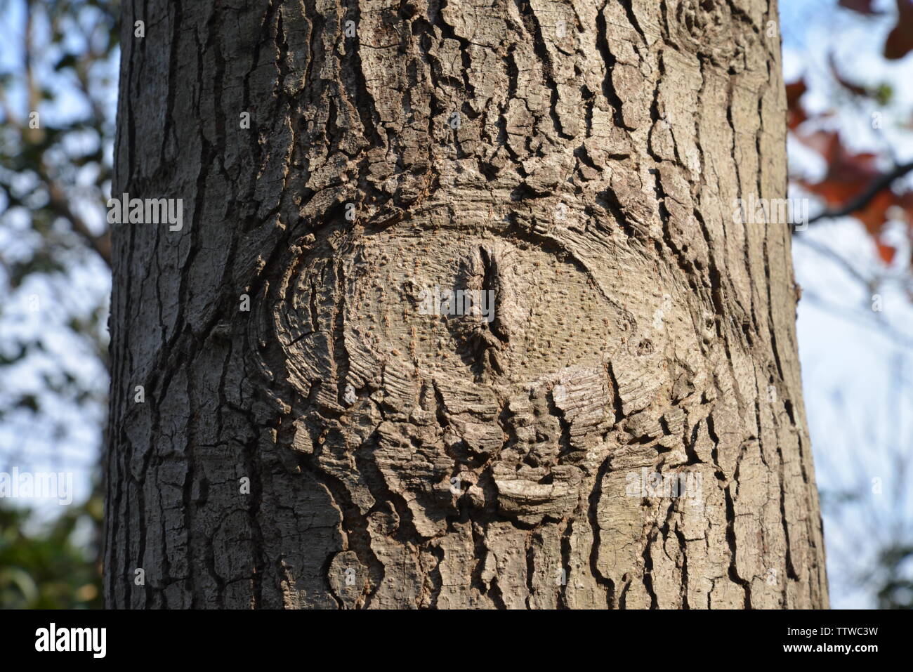 Eye of the tree Stock Photo Alamy