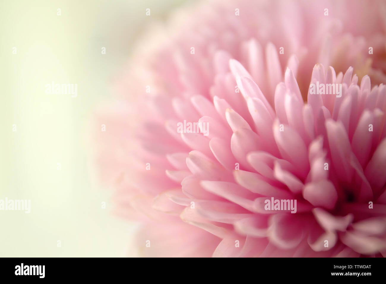 Chrysanthemum bud hi-res stock photography and images - Alamy