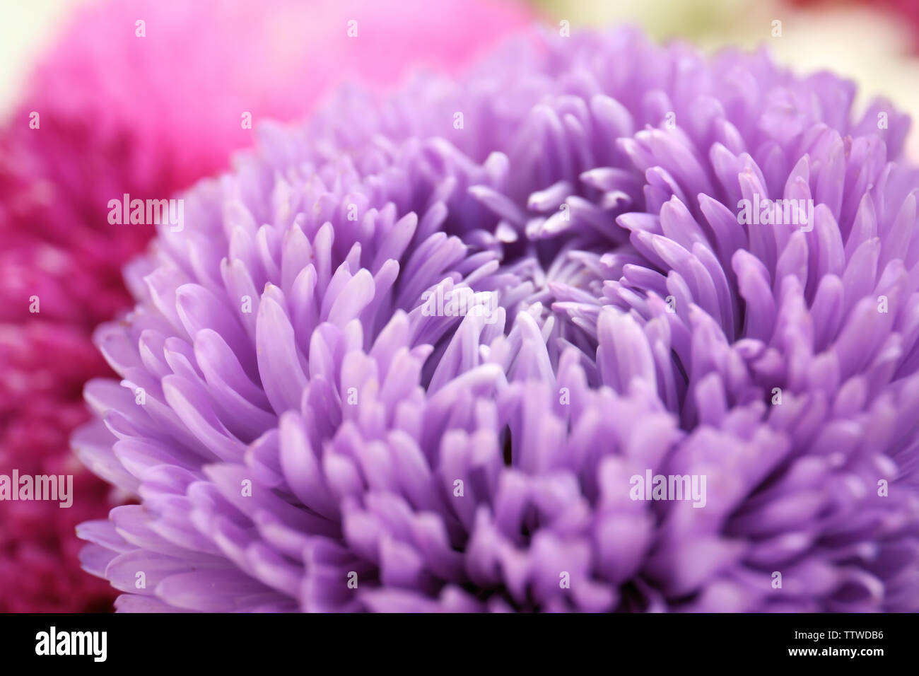Chrysanthemum and bud hi-res stock photography and images - Alamy